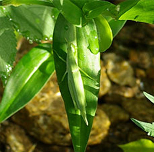 ISO14001:2015C[W